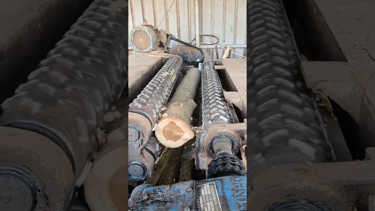 Smooth wood peeling factory work process 