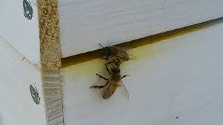 Warre beehives one week(2)