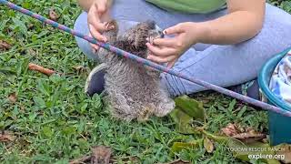 Miss Nazareth takes rescued baby sloth Robin to work on his climbing! Recorded:  04/30/23