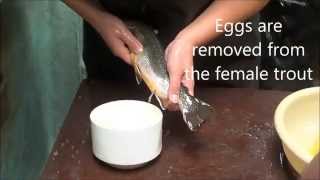 PA Trout in the Classroom- Part One: Trout Spawning