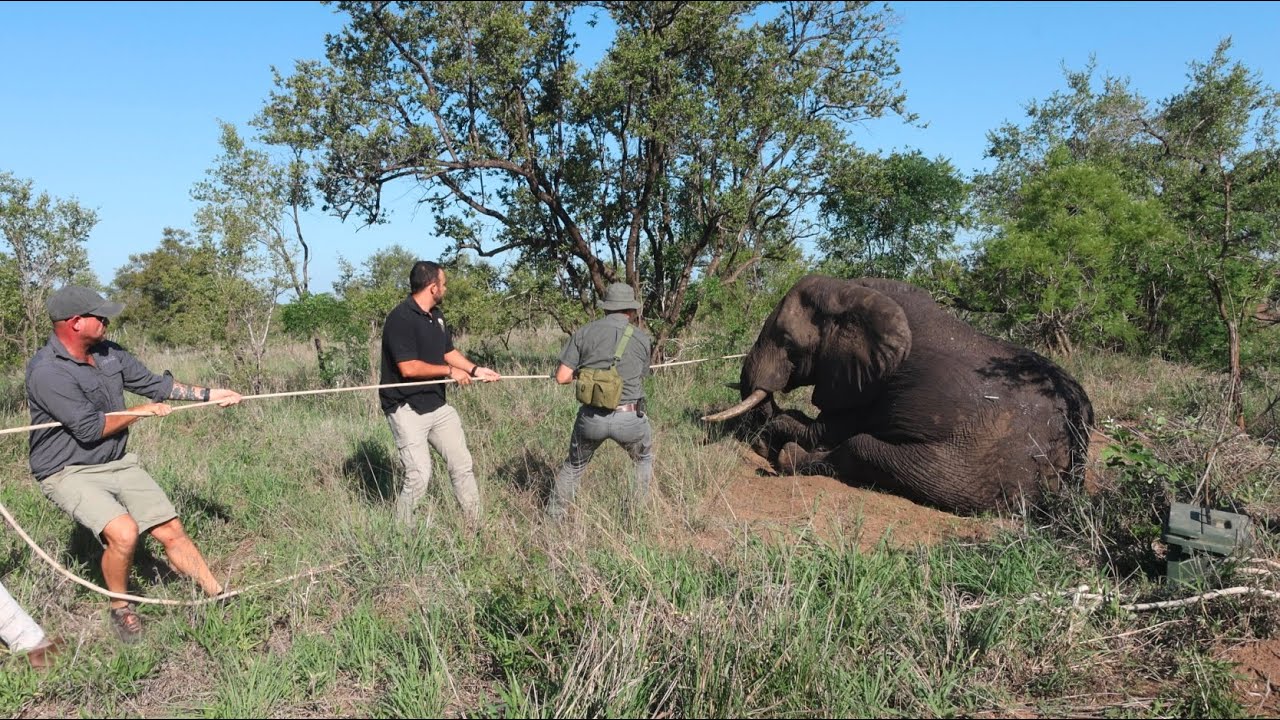 saving-a-big-bull-elephant-from-a-snare-youtube