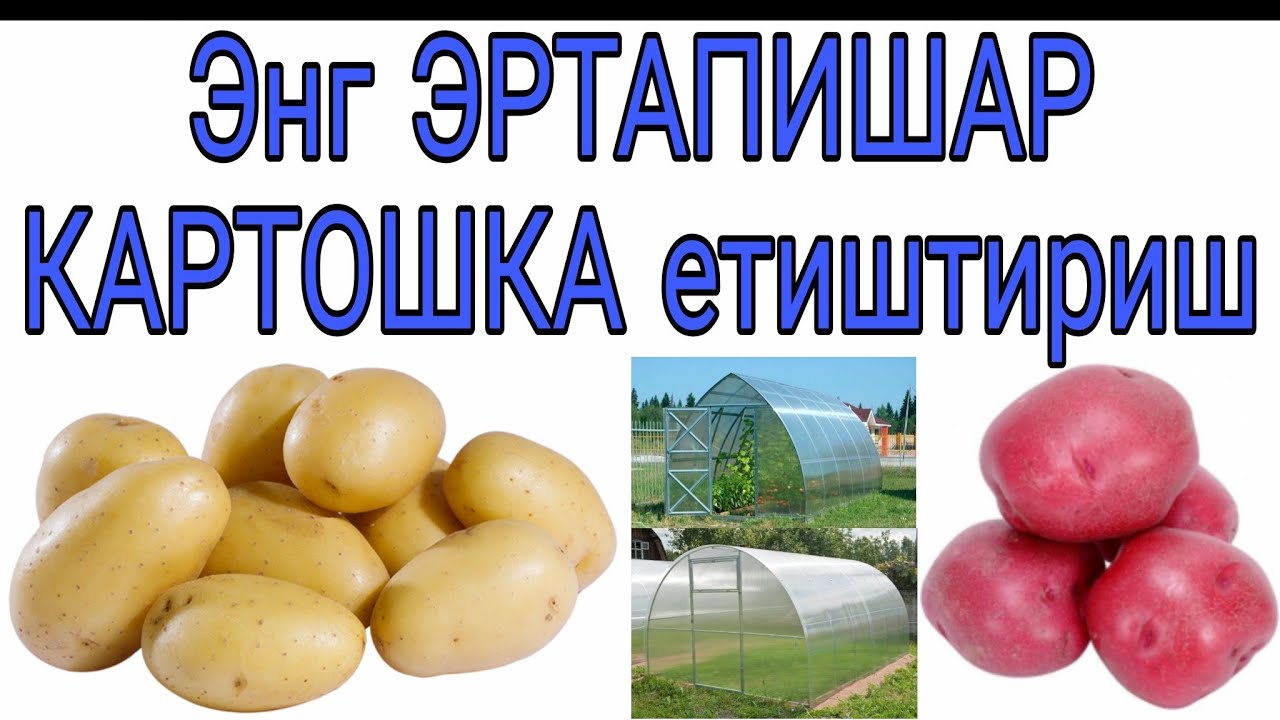 ЭНГ ЭРТАПИШАР КАРТОШКА етиштириш