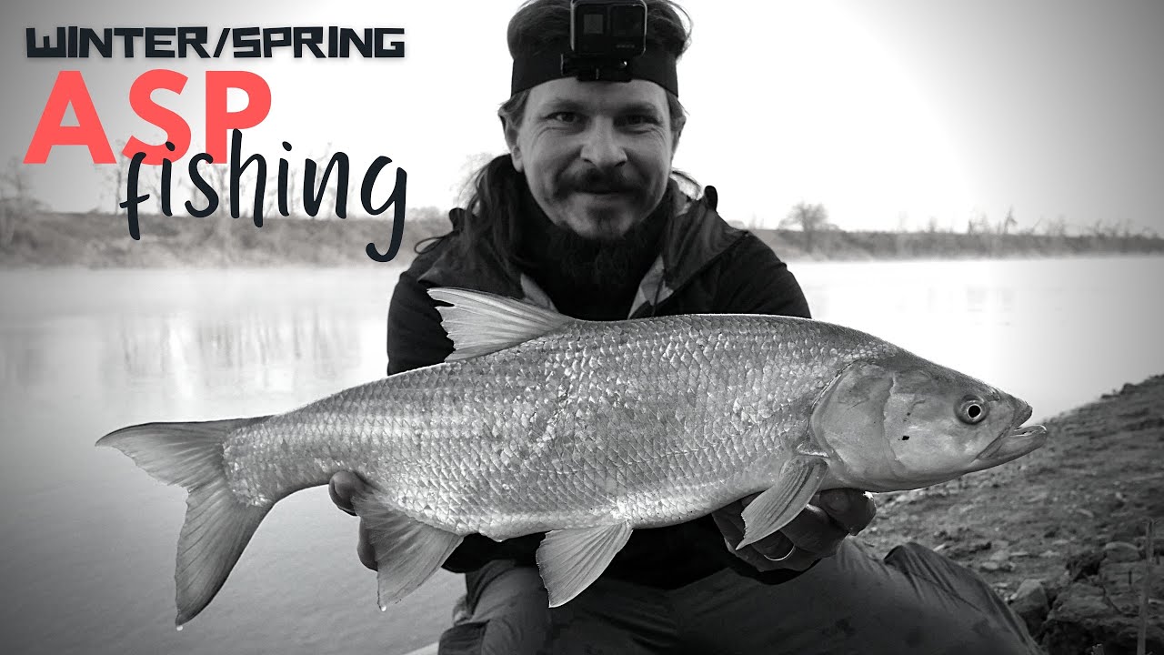 ASP FISHING in EARLY SPRING ...