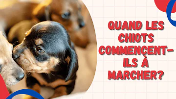 Quand le chiot commence à marcher ?