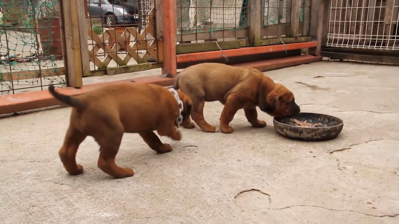 ゴールド犬舎・土佐犬赤毛メス・子犬（生後32日現在）6kg YouTube