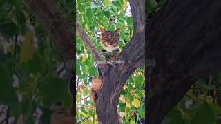 Por que os gatos adoram ficar em lugares altos? #cats #felinos #pets