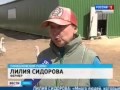 Гусиная экоферма "Былие травное"