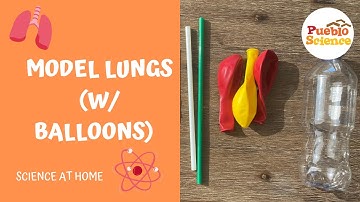 Model Lungs