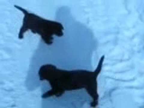 Video: Labradorin Ja Labradorin Noutajan Välinen Ero