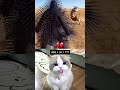Even the Cat Is Confused 😵‍💫 #funnycat #catmeme #catreaction #catshorts #funnyshorts #cat #mathmeme