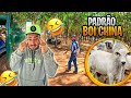 O PAULINHO ESTÁ ACHANDO QUE VAMOS PARA CHINA DE 1113 MURIÇOCA levar boi !KKKK