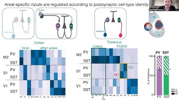 Talk: The organization and developmental establishment of cortical interneuron presynaptic circuits