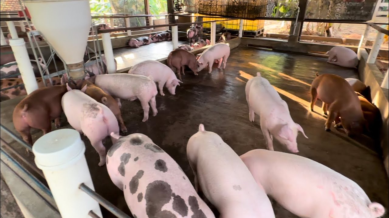 Um dia de trabalho na nossa granja