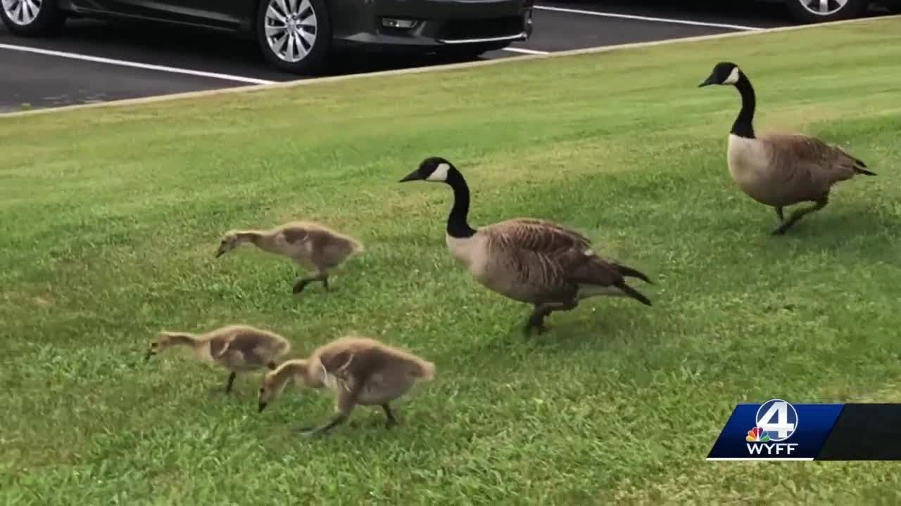 Family of Geese hit and killed, driver could face fines YouTube