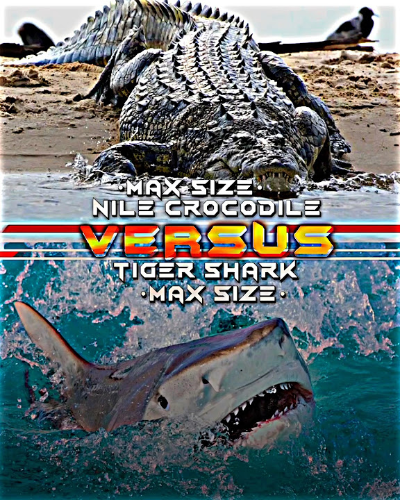 Nile Crocodile vs Tiger Shark - YouTube