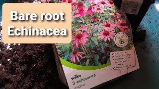 Potting Up Bare Root Echinaceas Indoors From Wilko - Perennial Plant - February 2021 - Uk