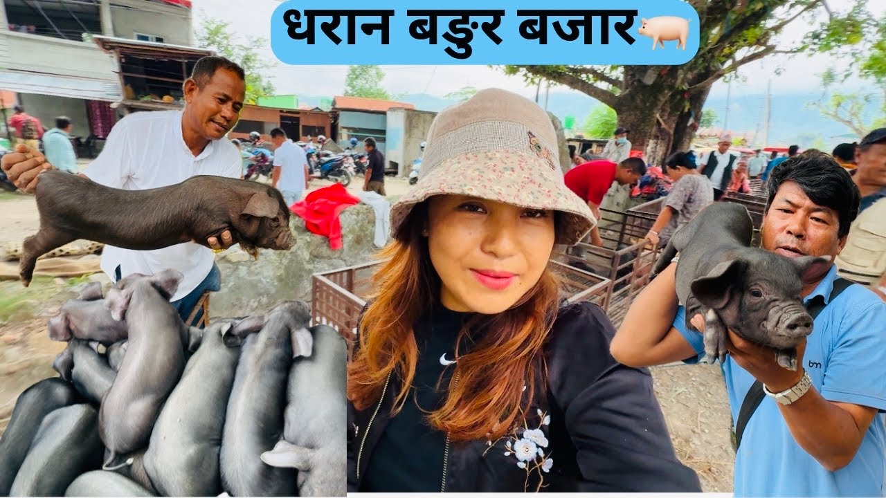 धरान बंगुर बजार 🐖🤑बंगुरको पाठापाठी कीनबेच हुने धरानको यो बजार अहीले यता सरेको छℹ️