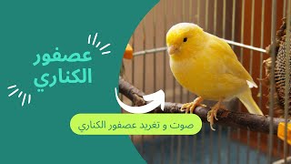 🐦طيور الكناري🥰صوت و تغريد عصفور الكناري🐦 screenshot 3