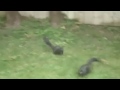Black Squirrels Playing in my Backyard