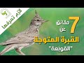 قبرة قنبرة متوجة قوبعة بوعلعال Crested Lark قبرة قنبرة متوجة قوبعة بوعلعال Crested Lark