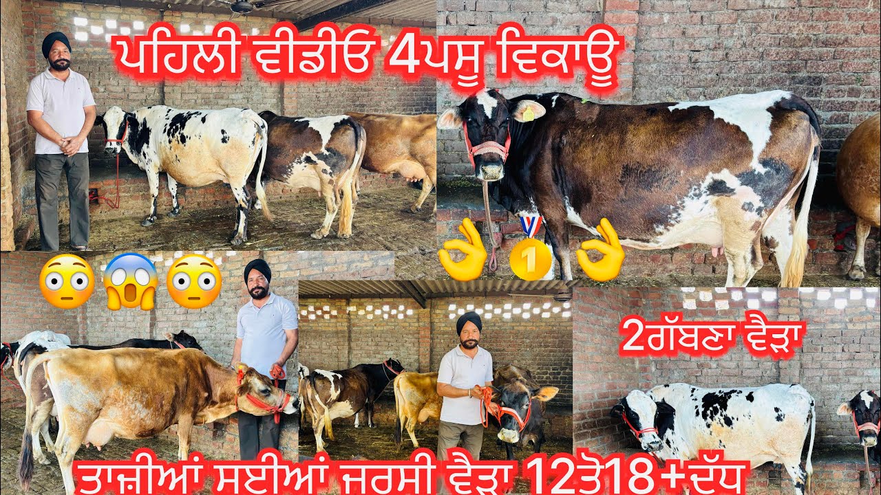 March 5, 2026 📞 +91 98552 02355☎️ #ਤਾਜੀਆ_ਸੂਈਆ #jarsicow 2#ਗੱਬਣਾ #sale #viralvideo #share #amritsar