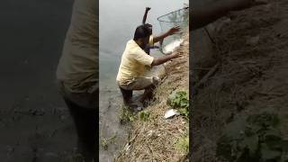 Download Lagu Amazing monster fishing 🎣 #youtubeshorts #fishing #shorts #short #viralvideo MP3