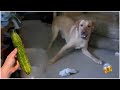 🐈 Clumsy Troublemakers! Rebellious Funny Video Of Dogs And Cats #2