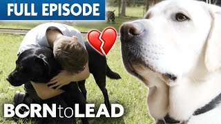 Last Goodbyes For Guide Dogs and Puppy Raisers | Born To Lead Episode 2 | Bondi Vet