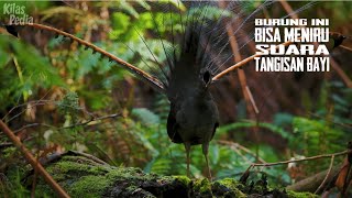 Lyrebird | Burung Peniru Suara Tangisan Bayi dan Gergaji