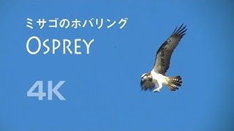 ミサゴ Youtube ミサゴ Youtube