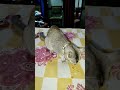 kar do viral