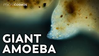 The Microbe That's Big Enough to Pet