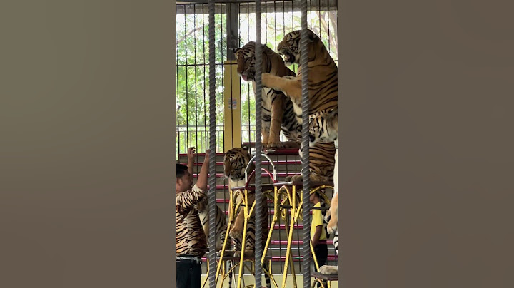 তারা অনেক সাহসী টাইগার