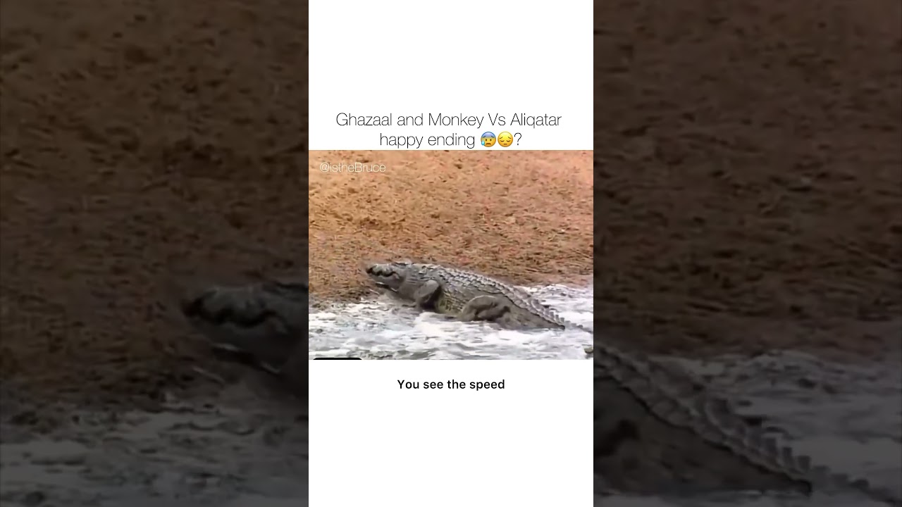 Crocodile tries to catch monkey and deer Ghazaal episode 12