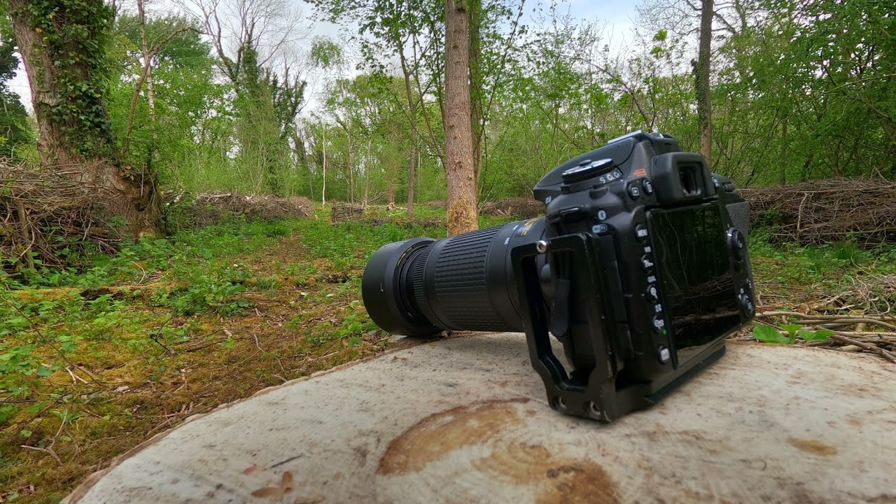 Bird Photography Nikon D7500 YouTube Bird Photography Nikon D7500 YouTube