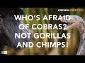 Cosmos Briefing: Apes vs snakes: Who would win?