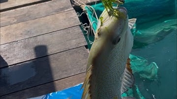 Hướng dẫn cách câu cá dìa , anh em nào chưa biết vào  tham khảo , cực kỳ hiệu quả cao :