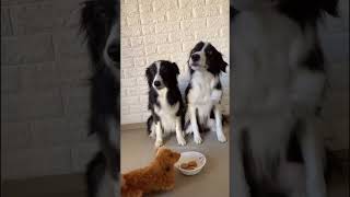 dogs being idiots #cutegolden #funny #funnydogs #pet #petvideos #lovegolden #cutegolden #funnyanimal