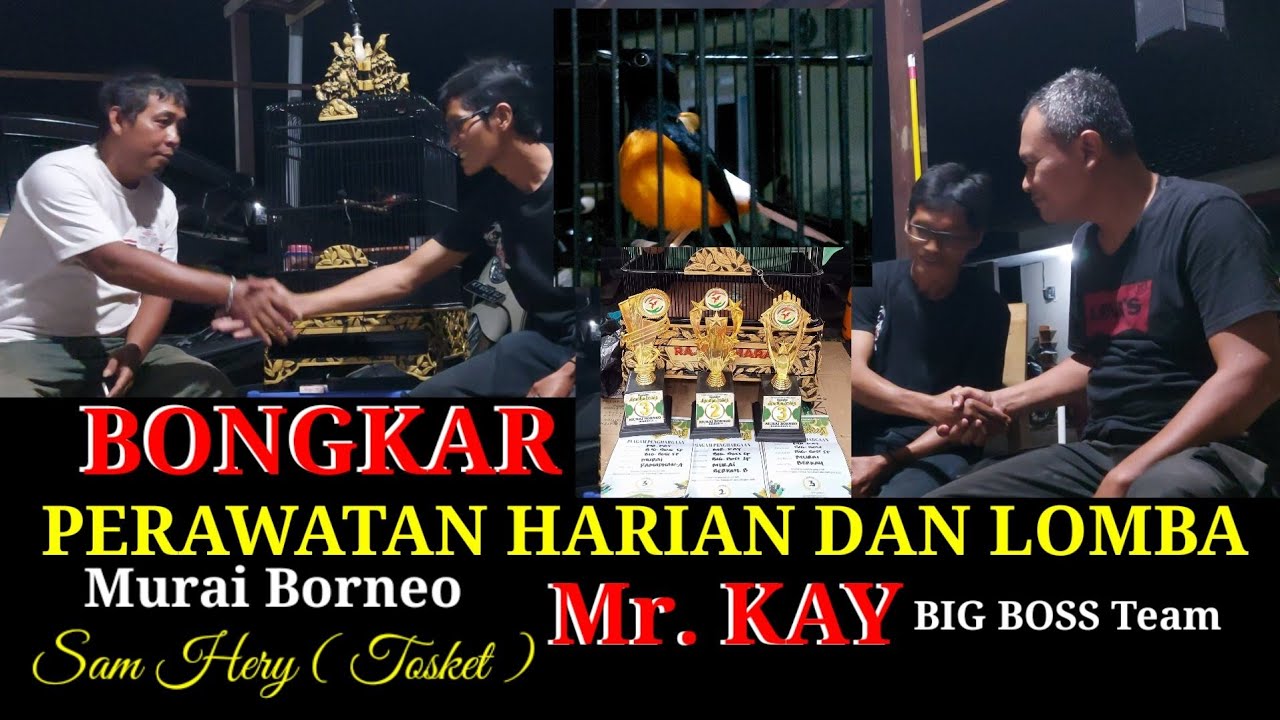 Bongkar Rawatan murai borneo Mr. KAY bersama sam Hery