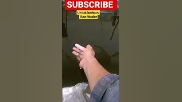 Mancing ikan Wader #mancing #mancingikanwader #mancingwader #ikanwader #viral #viralvideo #shorts