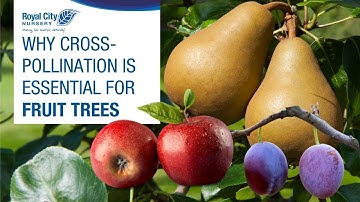 WHY CROSS-POLLINATION IS ESSENTIAL FOR FRUIT TREES