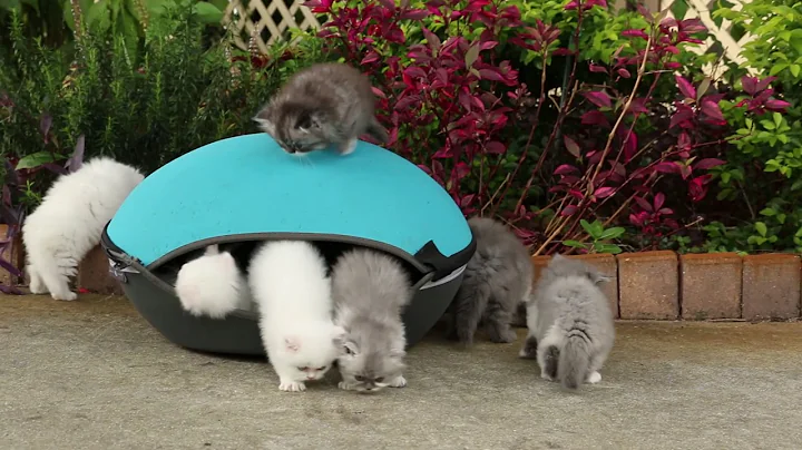 Watch the video about Persian Kittens Rumping; Shaila A Litter, 2017