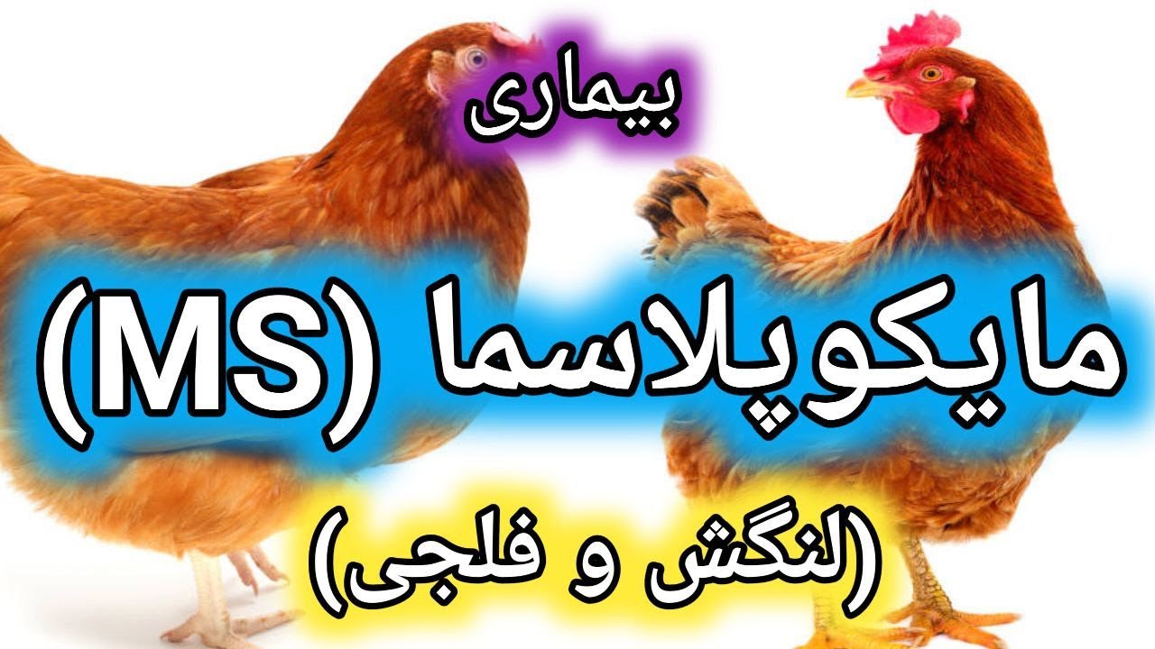 شناخت بیماری لنگش و فلجی طیور , بیماری مایکو پلاسما سینوویه , بیماری MS طیور , بیماری های رایج طیور