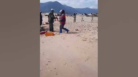 mùa cá trích ở kỳ anh