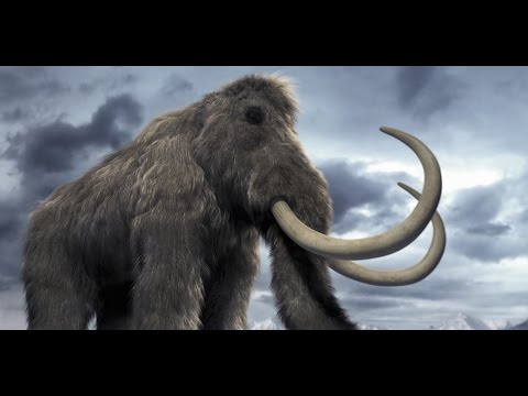 Video: Mammothda zəncirlər lazımdırmı?