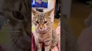 #funny #cats #tiktok #compilation #viral #short #cute #cat