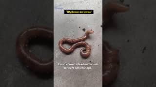 The Worm That Feeds Plants. #ScienceShorts  #SoilScience  #Composting #OrganicFarming #Wildlife