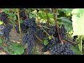 Сорта винограда для Сибири. Часть 1