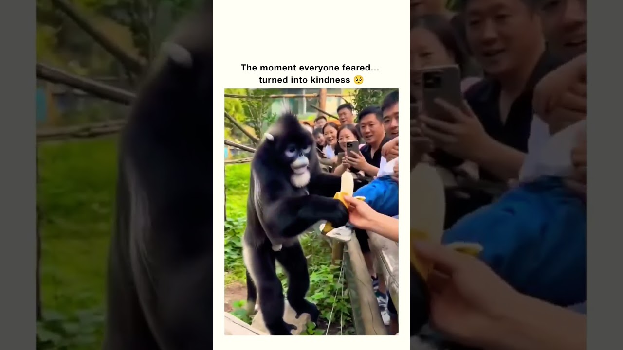 Kindness #short #foryou #trending #monkey #kids #safety #child #banana #kindness