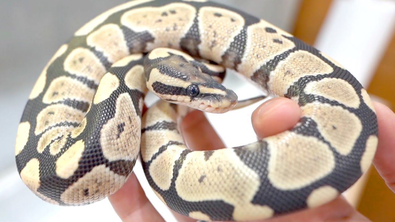 Y2K TORNADO MART フレア　パンツ　Python パイソン　ヘビ hq720.jpg?sqp=-